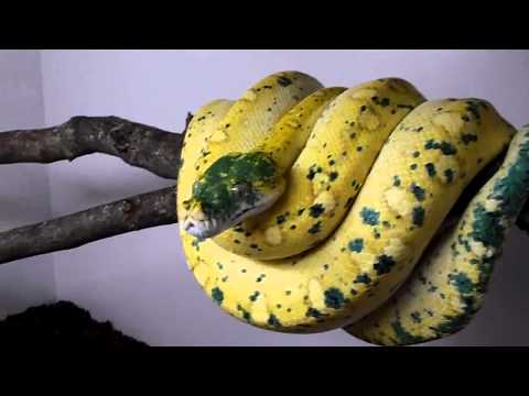 High yellow Biak chondro python "My Sharona"