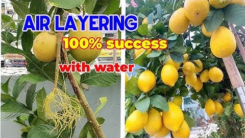  How to Air layering lemon tree in summer season, propagate lemon tree with water. 