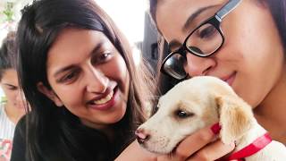 The Hub Pet Meet-Up After Movie