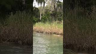 River Otters on rainbow 🌈 #rainbowriver #paddleboardingadventures #floridasprings #otterlyadorable