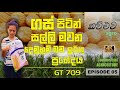Best Maize Hybrid Varity  in Sri Lanka "GT 709" - ලංකාවේ හොදම දෙමුහුම් බඩ ඉරිගු ප්‍රභේදය "GT 709"
