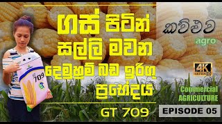 Best Maize Hybrid Varity  in Sri Lanka 
