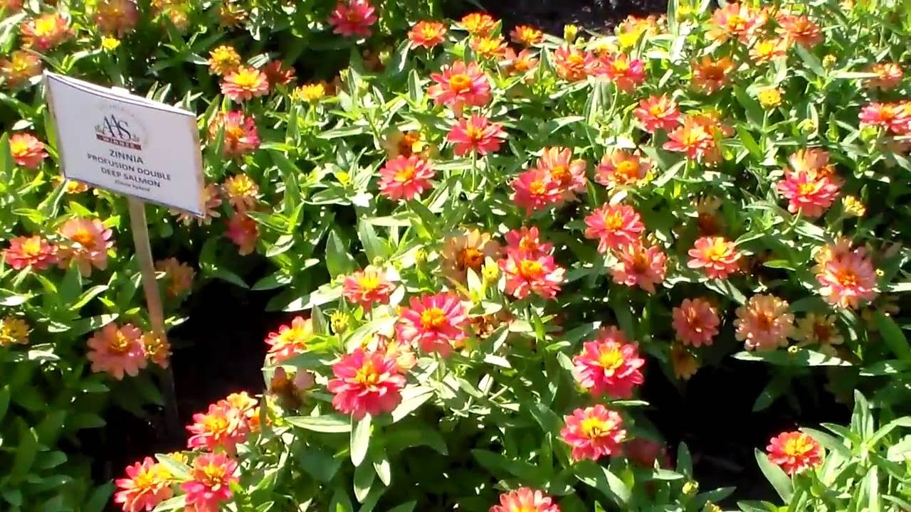 Profusion Double Deep Salmon Zinnia YouTube