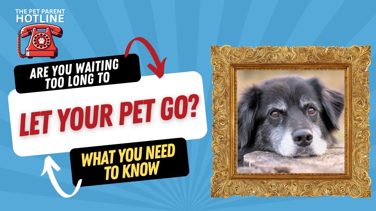 Hospice Vet: How to Know If You’re Waiting Too Long to Let Your Pet Go