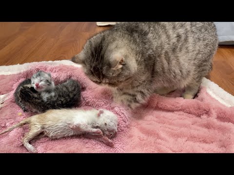 A poor newborn kitten died on its second day, the mother cat almost ate her body and I stopped her
