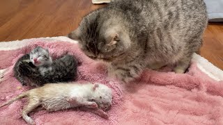 A Poor Newborn Kitten Died On Its Second Day, The Mother Cat Almost Ate Her Body And I Stopped Her