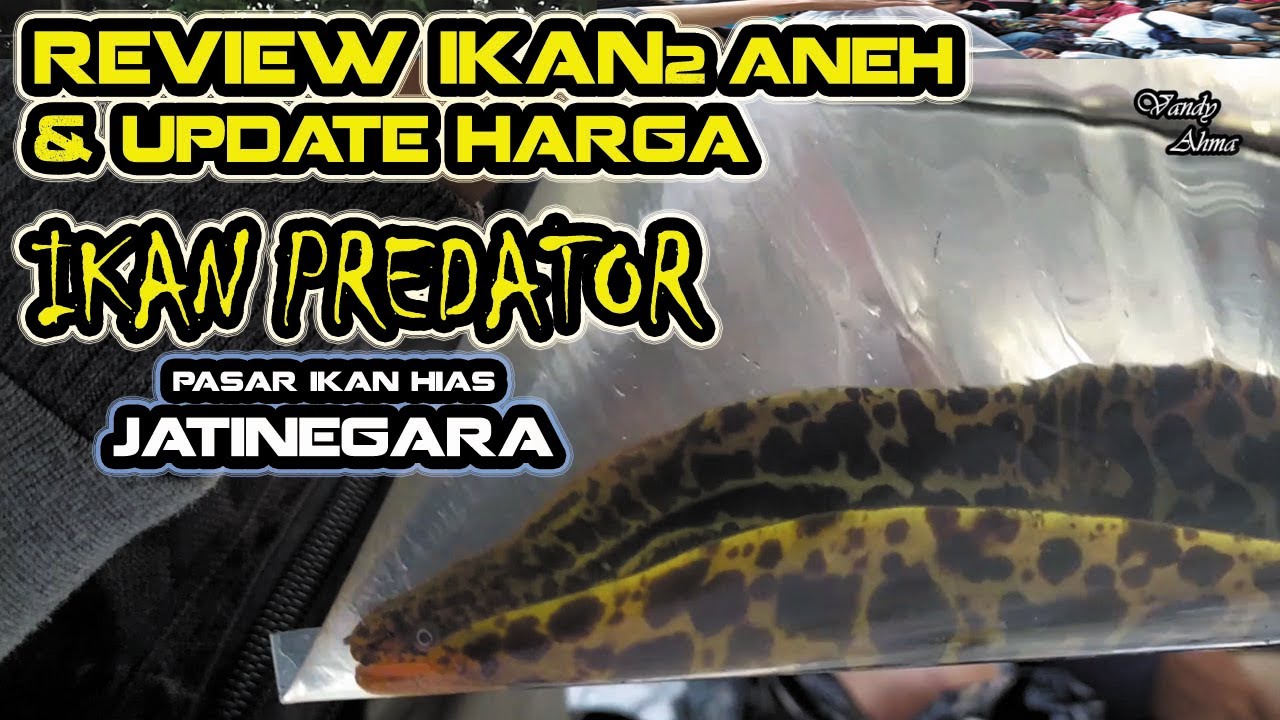 Review Ikan Ikan Aneh Update Harga Ikan Predator Pasar 