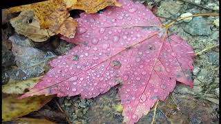    Artist  Anton Stankevic