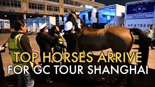 First Batch of 39 Horses Arrives in Shanghai for Global Champions Tour