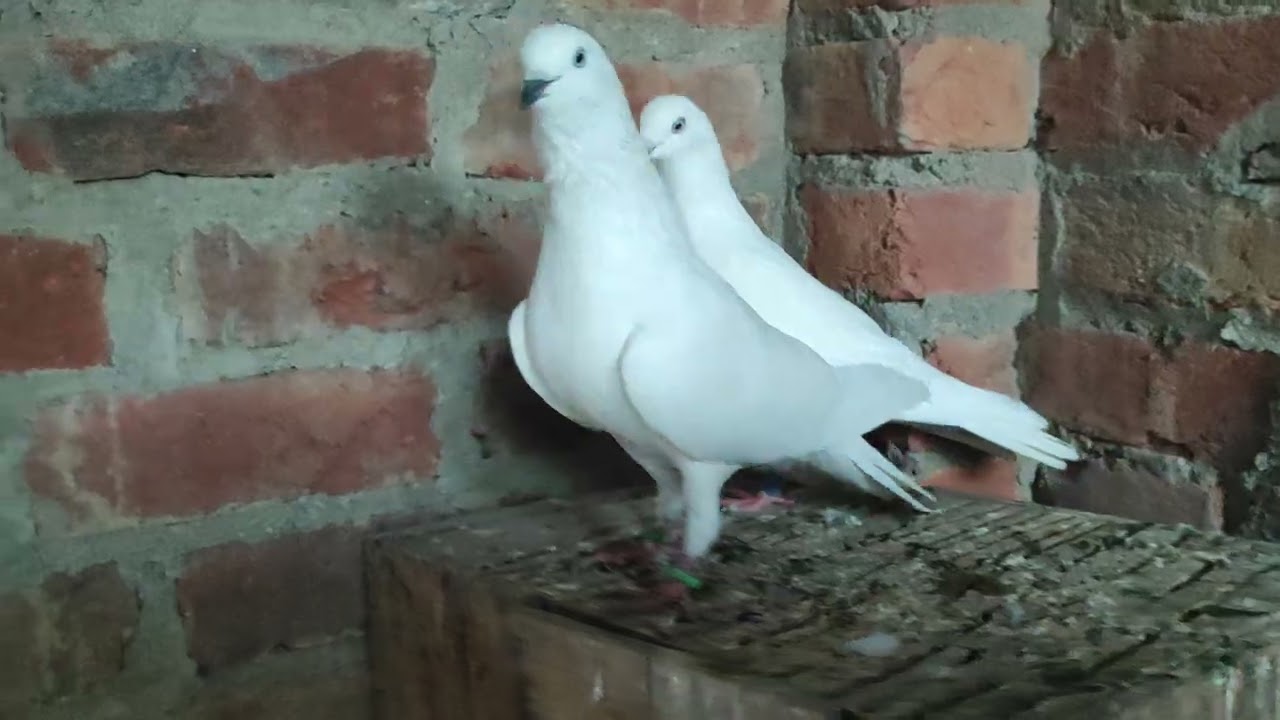 Top Pigeon Indian Breed / High Flying Pigeon  / sambhal wale kalchochiye kabootar 