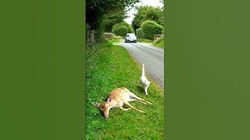 A kind man rescued a deer that was trapped near a tree #animals #wildliferescue