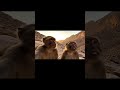 اضحك مع القرد نكت أضحك قرد قرود الطايف Funny Monkey Animals Memes Zoo Shorts Trending