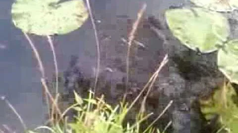 Sheri K's Catfish #2
