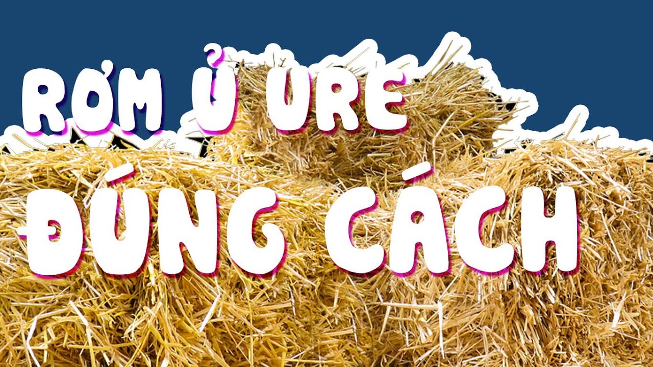 ủ rơm với ure - Hướng dẫn chi tiết cho bà con làm nông nuôi bò vỗ béo ...