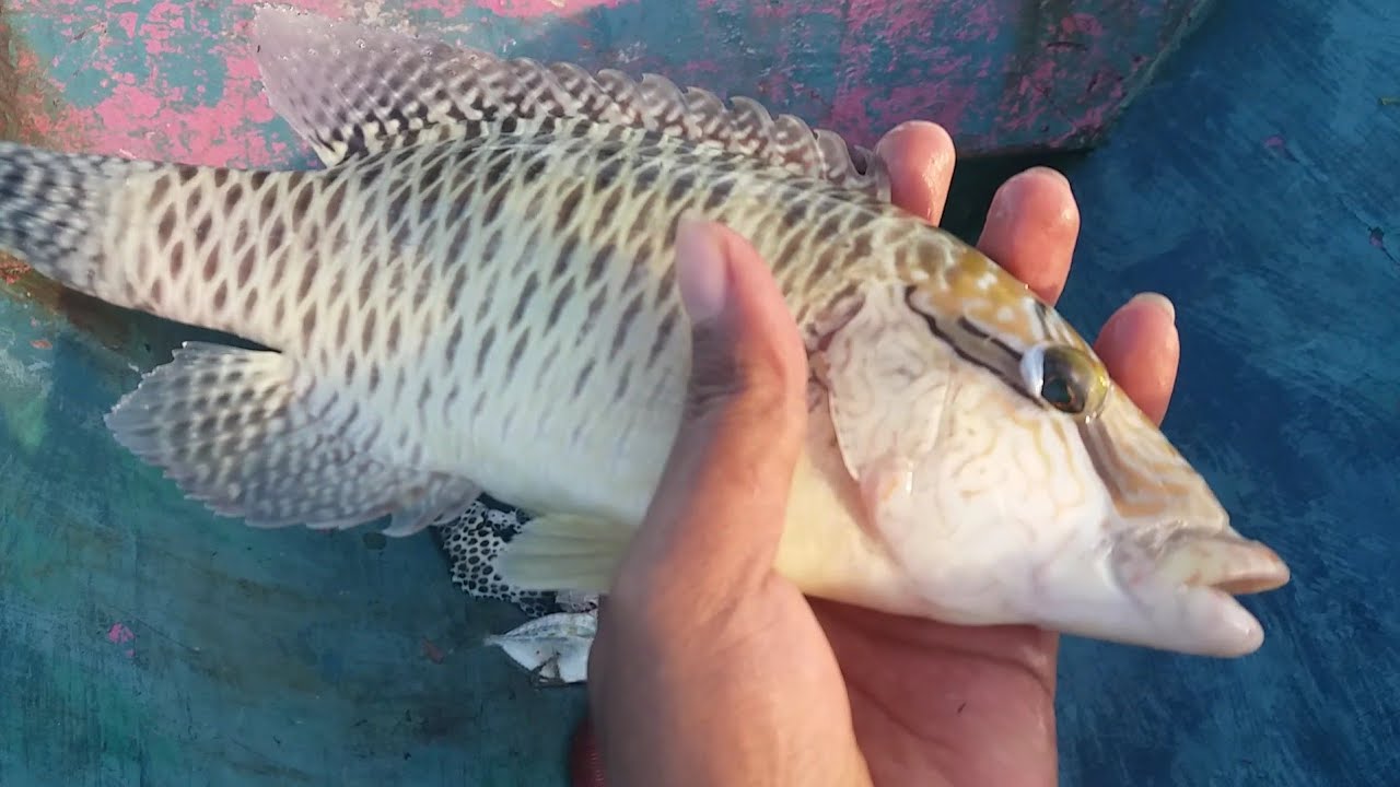 NAPOLEON (IKAN LANGKA) TERKENA JALA/JARING DI WAKATOBI - Napoleon Fish Affected by Net in ...