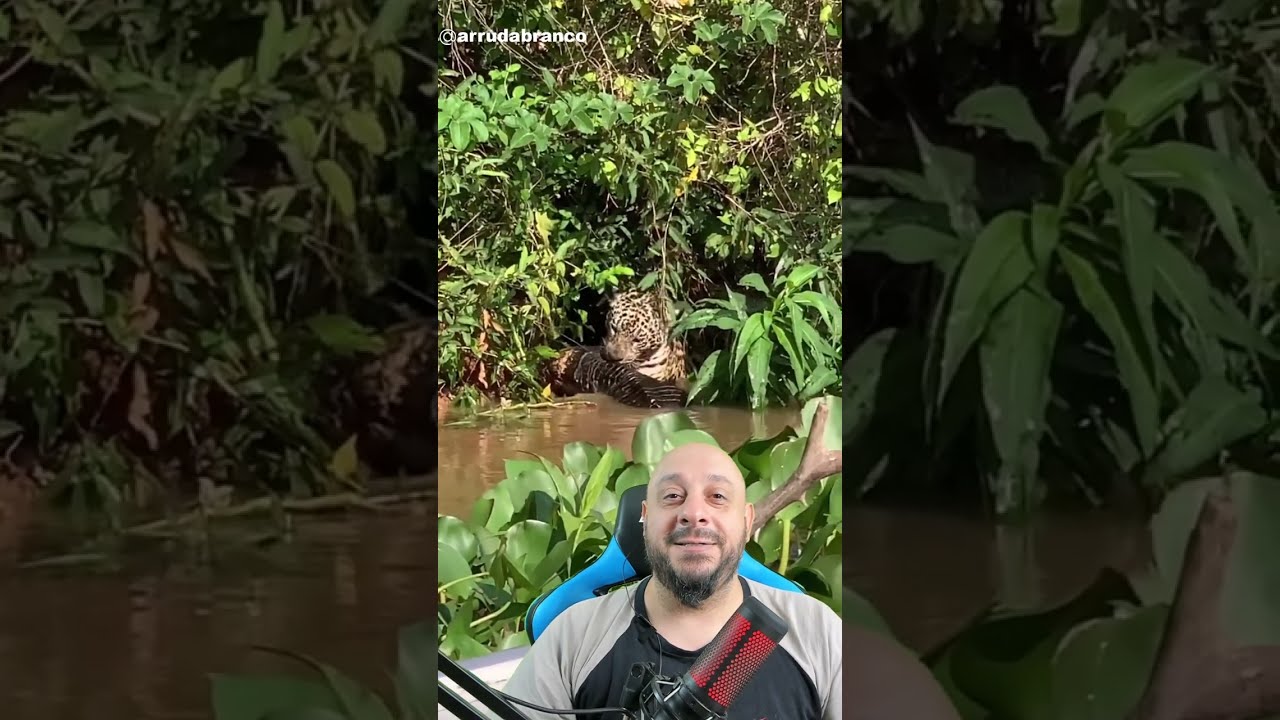 Onça pula de cima da árvore pra pegar jacaré e falha miseravelmente