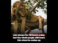 🦁😴 A lion can sleep all day… and still become the most feared animal the moment he wakes ..