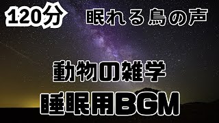 【睡眠用BGM】動物の雑学④鳥の声 ＃睡眠＃疲労回復＃安眠＃熟睡