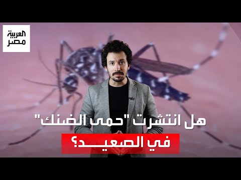احذر خطر البعوض الصحة تحسم الجدل بشأن انتشار حمى الضنك في صعيد مصر