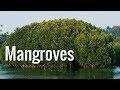 Mangroves | The Guardians of the Coasts