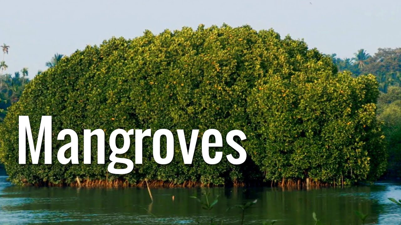 Mangroves | The Guardians Of The Coasts