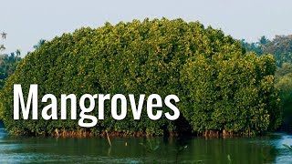 Mangroves | The Guardians of the Coasts