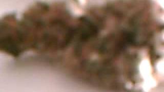 Smoking White Widow(real shit)