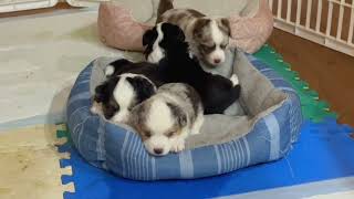 Barkley's puppies are four weeks old and on their feet