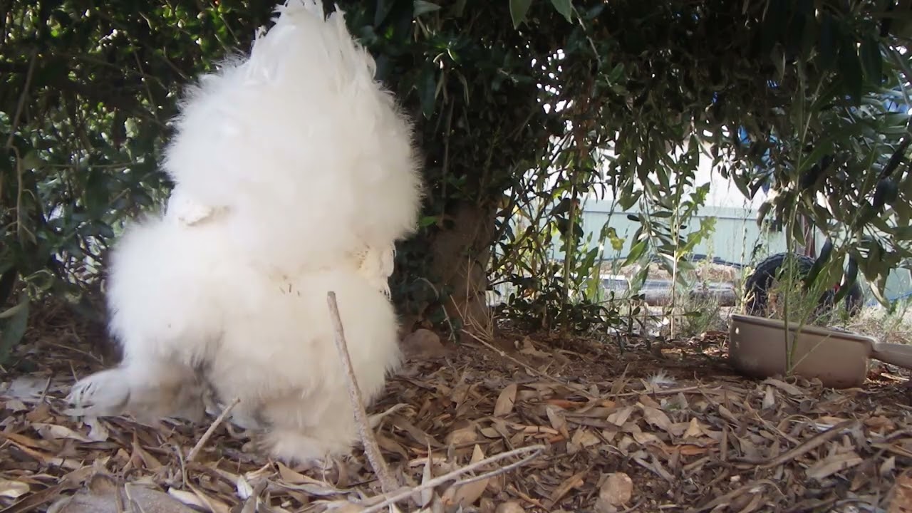 chooks January update