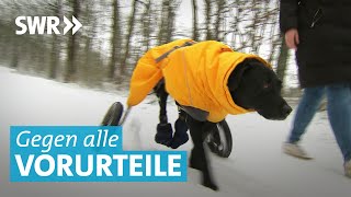 Gassi gehen mit Rollstuhl - Hund Nerone hat eine Behinderung