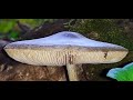 Pluteus Cervinus - Deer Mushroom - The UFO