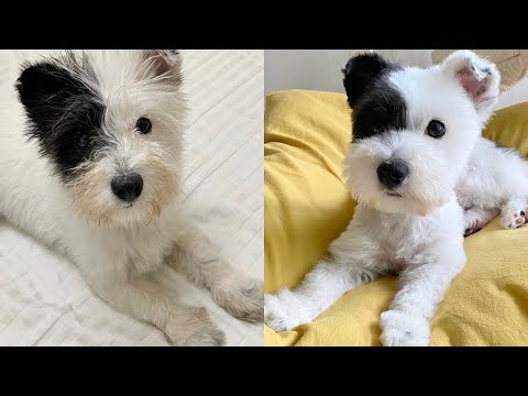 영이 첫 미용 했어요😊 엄청 얌전히 잘 받네요👍🏻