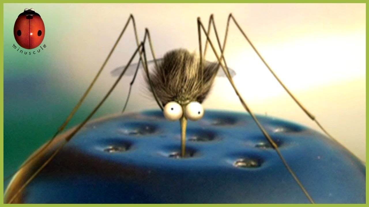 Torpedo | Minuscule 🍃 80' Compilation