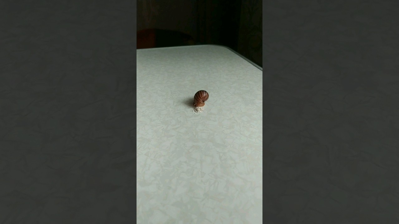 African Snail + Snails 💕🐌 Find three sleeping snails!?😉 