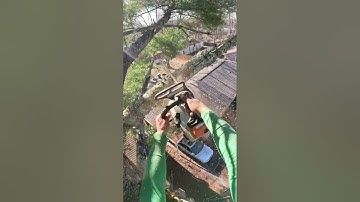 Insanely Satisfying Tree Cutting with Chainsaw #187