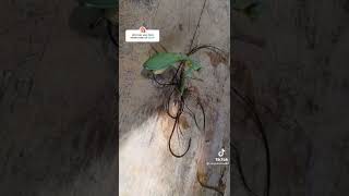 Praying Mantis parasite.