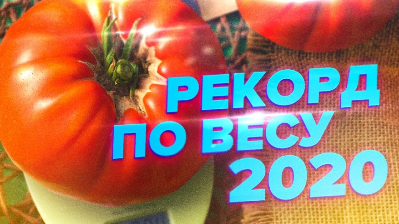 Томат дорогой гость. Семена рекорд томаты. Рекорд помидора по весу. Томат Бравый генерал.