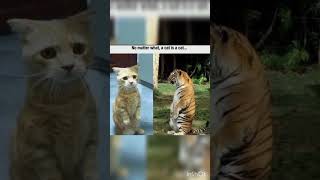 tiger tiger #cat #memes #catshorts #youtube #catsoftiktok #youtubeshorts