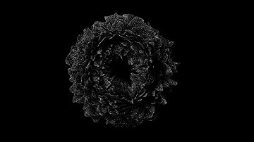 Black Flower | Visual Art Meditation | 4K Generative Art Created in TouchDesigner