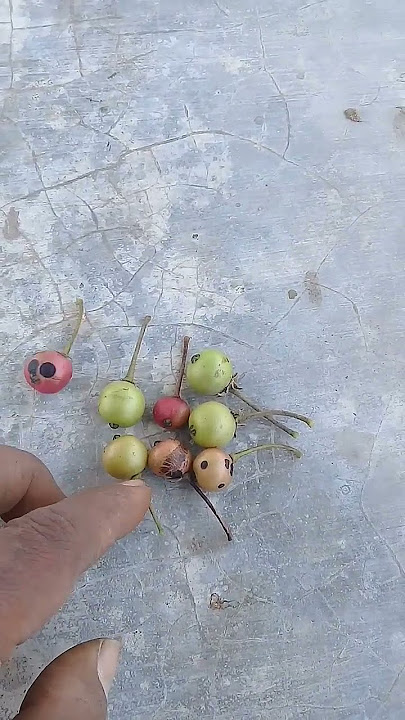 yang lahir tahun 90an pasti tau buah ini...