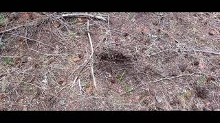 Sasquatch Interior B.C.   Four structures and other manipulations