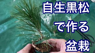 自生黒松で盆栽を作る / Making bonsai from wild black pine - YouTube