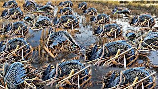 Amazing Traditional Daily Fishing Life. Excellent Searching Boy Catch Fish New Rice Field