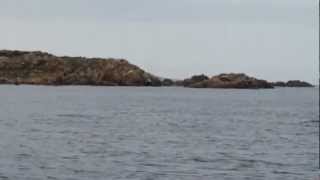 Delfini Caprera Arcipelago di La Maddalena 09-2012