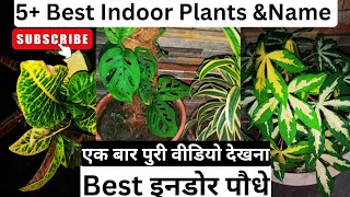 5+ Best Indoor Plants & Name ||     Best इनडोर पौधे ️|| Gardening #indoorplants #plant #gardening