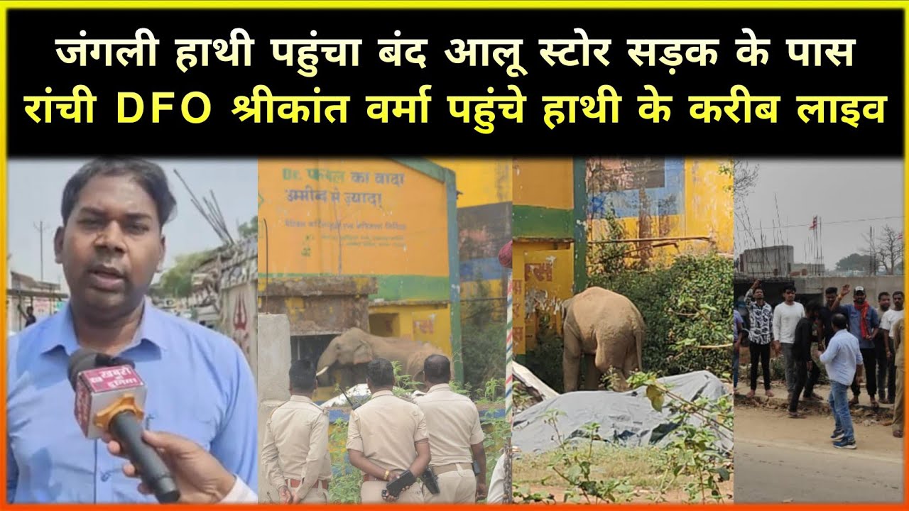 जंगल से भटक कर रांची पहुंचा हाथी भीड़ भाड़ वाला इलाका दहशत में लोग रातु थाना, वन विभाग मौजूद