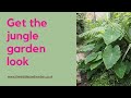 New Jungle Style For Your Garden Lush Contemporary And Easy Care Planting New Jungle Style For Your Garden Lush Contemporary And Easy Care Planting
