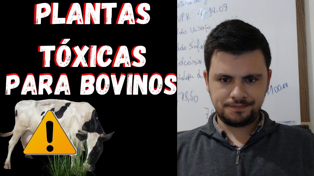 5 Plantas TÓXICAS para Bovinos I Retire agora do campo