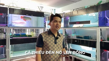 Quan điểm cá nhân về phân biệt giữa TRỔ BATIK và CÁ THIẾU ĐÈN 