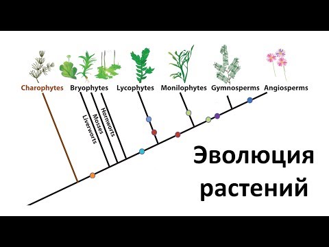 21. Эволюция растений (6 класс) - биология, подготовка к ЕГЭ и ОГЭ 2019